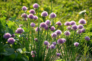 Insecte et ciboulette 