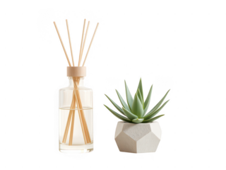 Reed diffuser and succulent plant isolated on transparent background