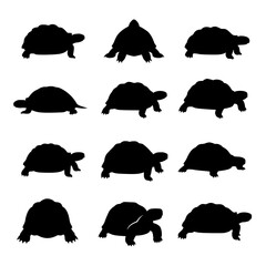 Twelve tortoise silhouettes in various poses isolated on transparent background