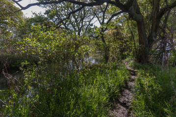 春の緑が増してきた琵琶湖に続くビオトープ　　滋賀県大津市衣川緑地公園