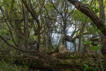 春の緑が増してきた琵琶湖に続くビオトープ　　滋賀県大津市衣川緑地公園