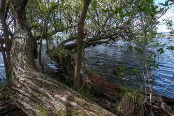 春の緑が増してきた琵琶湖に続くビオトープ　　滋賀県大津市衣川緑地公園