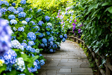 静岡県下田市　下田公園のアジサイ
