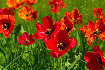 Fototapeta premium Spring.Opened head of a red tulip with stamens on meadow
