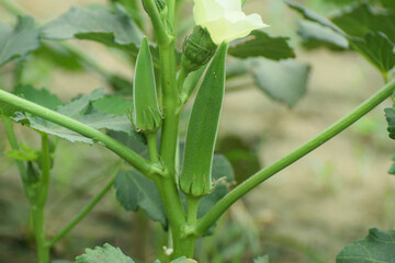 Big size lady finger on plant, okara isolated on white background, have a medicine properties, Okara pieces  ladyfingers cutting pieces fresh Ladyfinger picture