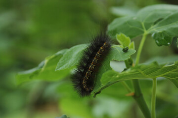 Caterpillar With Poop On Leaf Rural East Texas