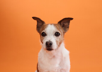 A Jack Russell Terrier sits calmly on an orange background, looking directly at the camera. The dog...