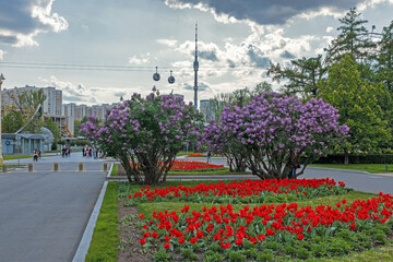 View of the Ostankino TV Tower in Moscow during the spring at the VDNH exhibition of achievements of the national economy.
