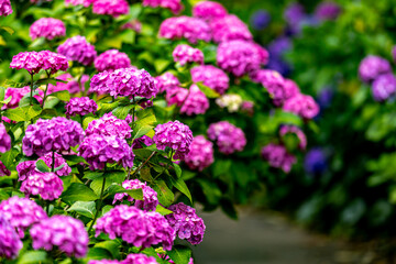 静岡県下田市　下田公園のアジサイ
