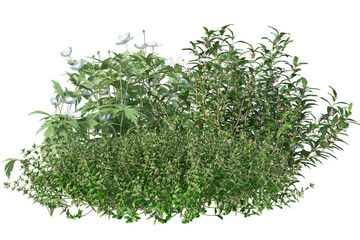Landscaping group of flowers and shrubs, isolated garden bushes on transparent background