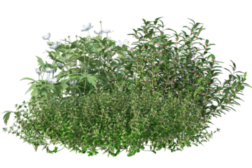 Landscaping group of flowers and shrubs, isolated garden bushes on transparent background