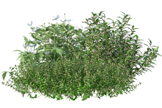 Landscaping group of flowers and shrubs, isolated garden bushes on transparent background