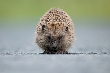 European hedgehog, a cute nocturnal mammal rapidly declining in numbers due road kills, here...