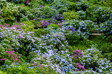 静岡県下田市　下田公園のアジサイ
