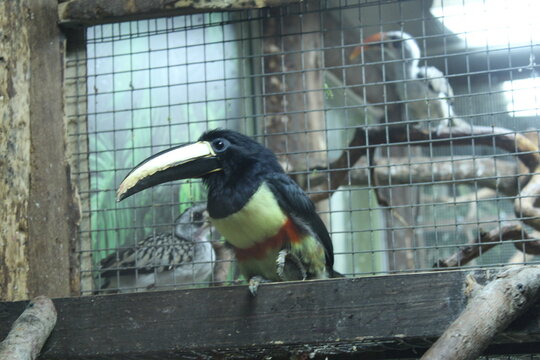 Black and Yellow Bird black-necked aracari in Zoo Cage