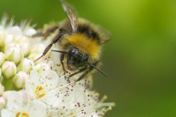 A close-up of a Bombus pratorum bumblebee on a flower. The bee is fuzzy and yellow, and the flower...