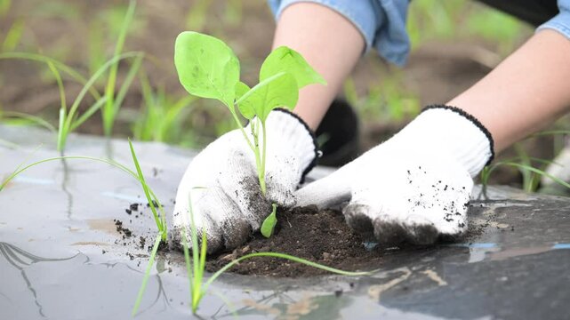 畑でナスの苗植え作業する女性の手元顔無しのクローズアップ　農家や農業で働くする人のイメージの動画　