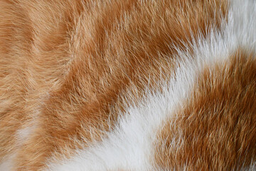 Cat fur texture background. Ginger and white cat fur texture.