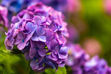 静岡県下田市　下田公園のアジサイ
