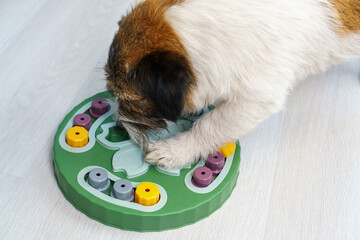 close-up Smart Jack Russell Terrier dog finds dried treats and cheese hidden under cone during mental exercise memory game at home to stimulate brain and provide intellectual development