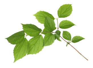 Branch with green leaves isolated on white