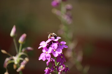 Purple wallflower Erysimum and Bee