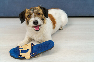 Close-up charming Jack Russell Terrier looks at the camera and holds torn shoes in his paws. The...
