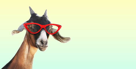 Cute goat with sunglasses against beige gradient background. Banner design with space for text