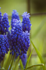 Purple common grape hyacinth background