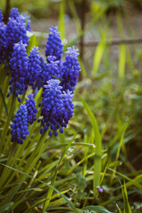 Purple common grape hyacinth background