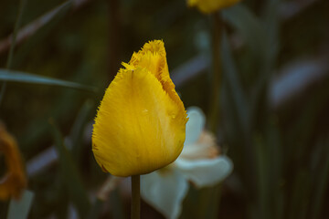 Colorful tulip background