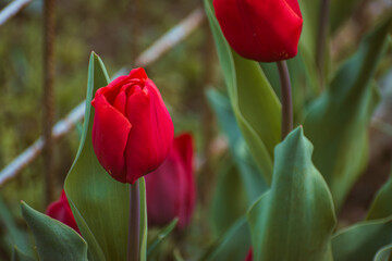 Colorful tulip background