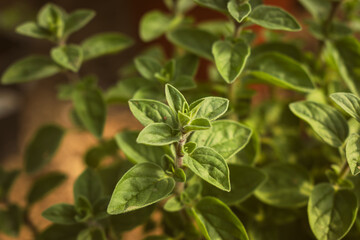 Oregano herb in the garden