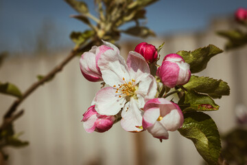 Blooming apple-tree branch close-up in spingtime