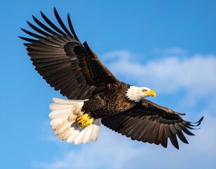 Fototapeta premium Wild Eagle in Sky