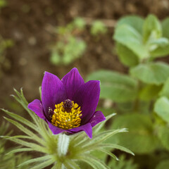 Closeup of a purple pasqueflower (pulsatilla) blooming in a garden in spring
