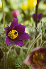 Closeup of a purple pasqueflower (pulsatilla) blooming in a garden in spring