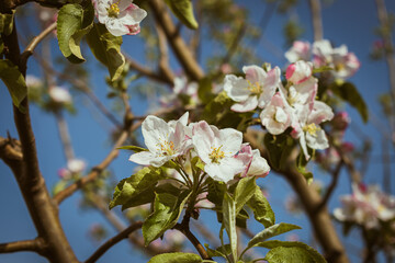 Blooming apple-tree branch close-up in spingtime