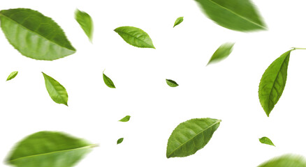 Green tea leaves in air on white background