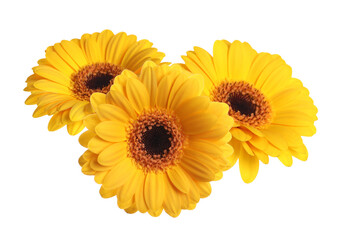 Beautiful yellow gerbera flowers isolated on white