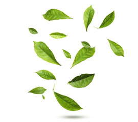Naklejka premium Green tea leaves in air on white background