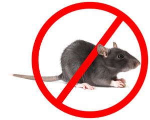 Little rat with red prohibition sign on white background. Pest control