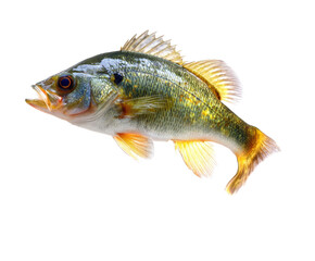 Fototapeta premium Freshwater fish showcasing vibrant colors and detailed fins on a transparent background, cut out