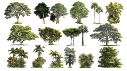 Jungle and Rainforest Tree Set – Transparent PNG Cutouts