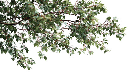branch with green leaves png 