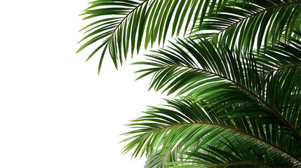 palm tree isolated 