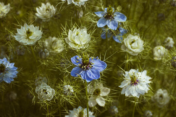 Close-up of white nigella damascena flower