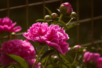 Blooming pink peonies