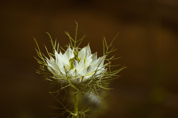 Close-up of white nigella damascena flower