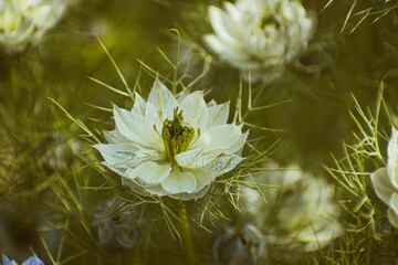 Close-up of white nigella damascena flower